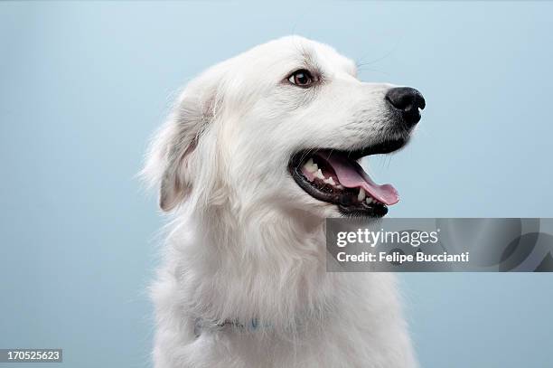 dog portrait - dog coloured background stock pictures, royalty-free photos & images