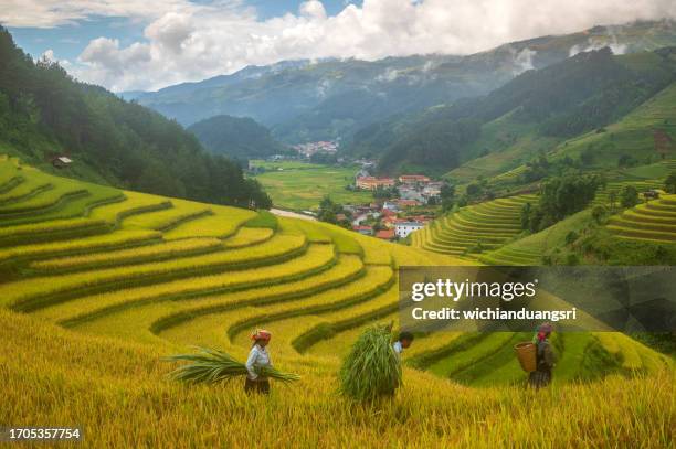 arroz campo terraplenado en mu cang chai, vietnam - sapa fotografías e imágenes de stock