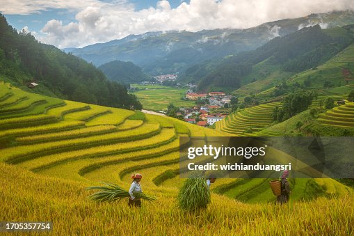 Terraced rice field in Mu Cang Chai, Vietnam Terraced rice field in Mu Cang Chai, Vietnam