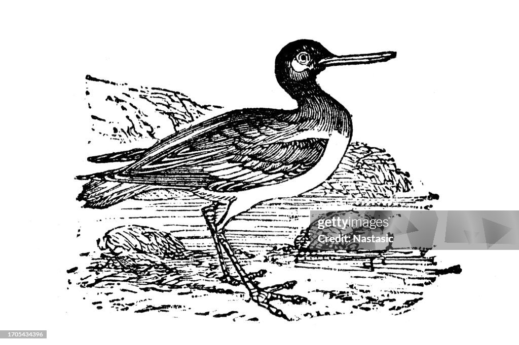 Oystercatcher