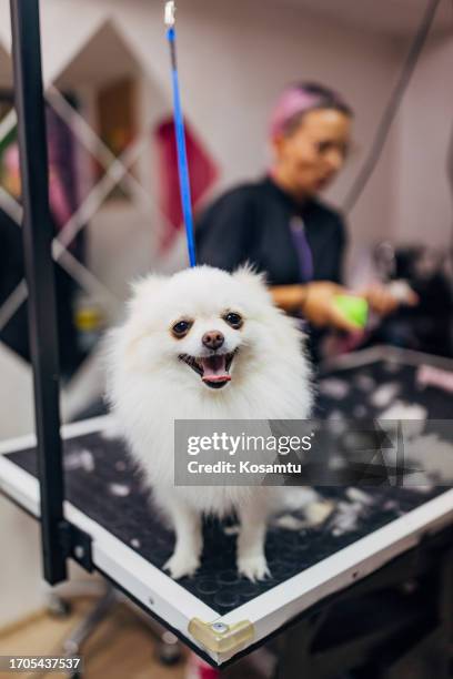 german spitz dog haircut is in progress, dog care concept - pet grooming salon stock pictures, royalty-free photos & images