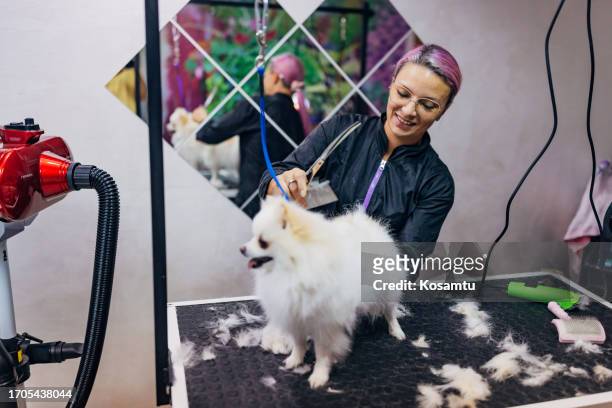 smiling woman is grooming and trimming german spitz in a grooming salon - shaved dog stock pictures, royalty-free photos & images