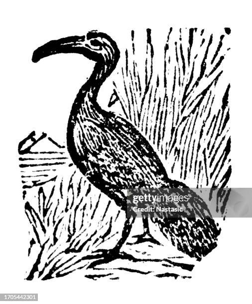 ibis - zoo animals black and white clip art stock illustrations