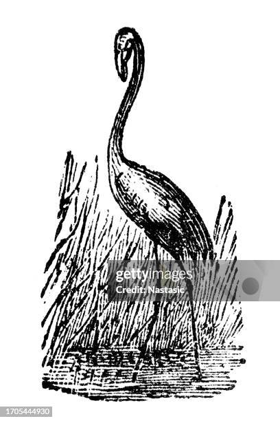 flamingo - flamingo pool stock illustrations