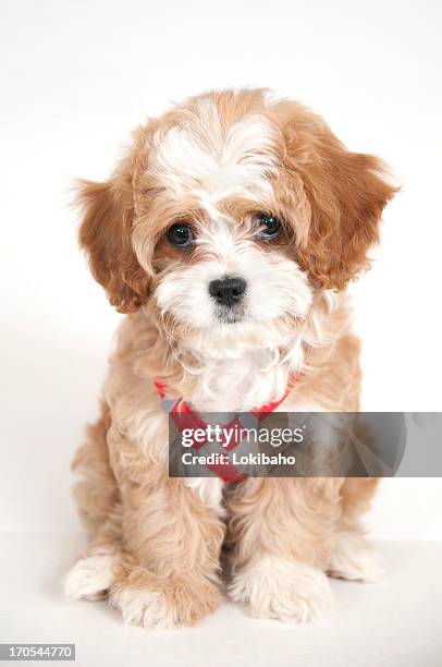 cavapoo puppy - cavoodle stockfoto's en -beelden