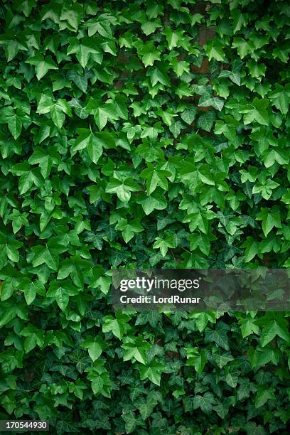 wall of leaves - english ivy stock pictures, royalty-free photos & images