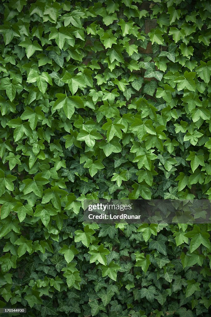 Wall of leaves