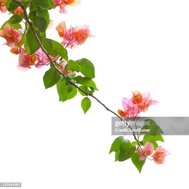 buganville isolato su bianco - bougainville foto e immagini stock