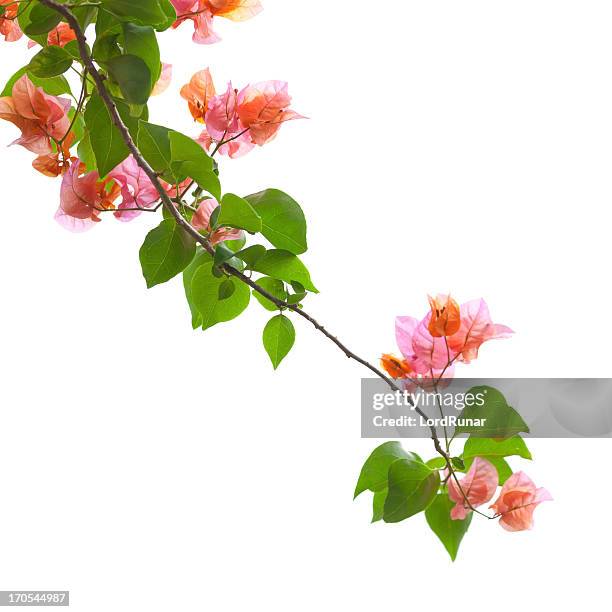 bougainvillea isolated on white - bougainvillea stock pictures, royalty-free photos & images