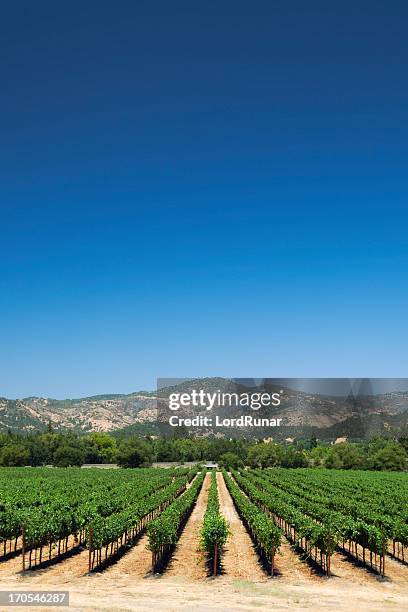 napa valley vineyard - napa california stock pictures, royalty-free photos & images