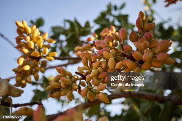 The harvest of Gaziantep's famous pistachios, known as 'green gold', has started on August 2, 2023 in Gaziantep, Turkey. Theft incidents increased as...