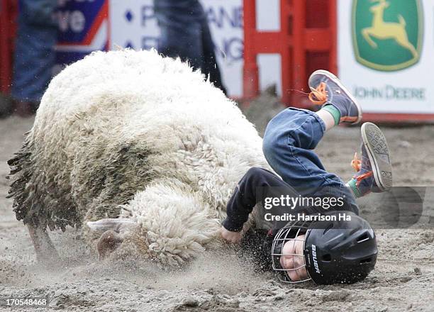Sheep Racing Rodeo Cloverdale Surrey Photos and Premium High Res Pictures - Getty Images