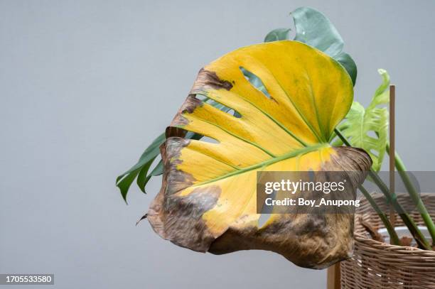 monstera plant having leaf blight disease. - dying houseplant stock pictures, royalty-free photos & images