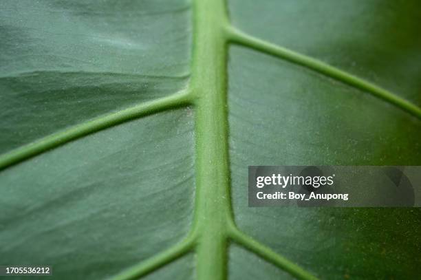 full frame shot of green plant leaf textured and vein. - siebteil stock-fotos und bilder