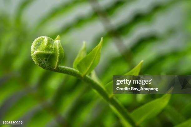 close up of a fiddlehead fern. a fiddlehead is the first growth of certain ferns. - fiddlehead stock pictures, royalty-free photos & images