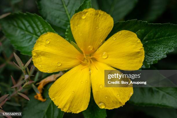 cute yellow flower with five petals blooming in the garden. - pistill bildbanksfoton och bilder