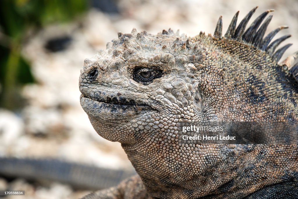 Marine Iguana