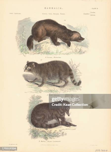 Small Caniforms 8,349 Caniformia Stock Photos, High-Res Pictures, and Images - Getty Images