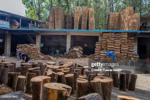 Willow trunks and clefts await their transformation into cricket bats at a bat factory on October 3, 2023 in Halmullah, 50 km, south of Srinagar,...