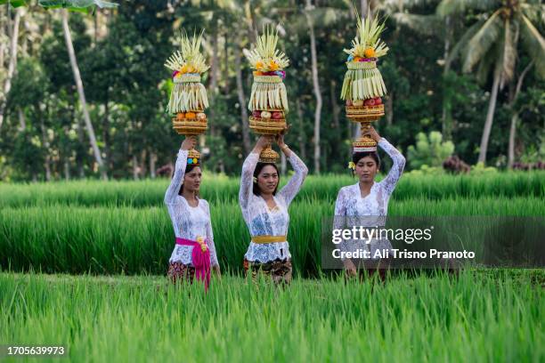 balinese woman, traditional clothing, carrying gebogan temple offering, bali - ubud rice fields stock pictures, royalty-free photos & images