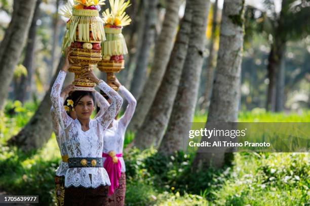 balinese woman, traditional clothing, carrying gebogan temple offering, bali - ubud rice fields stock pictures, royalty-free photos & images