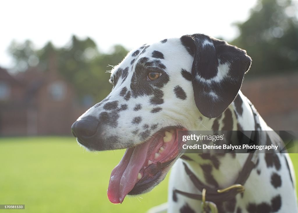 Laughing Dalmation
