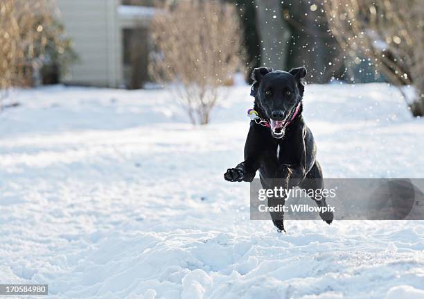 excited dog leaping through snow - running in deep snow stock pictures, royalty-free photos & images