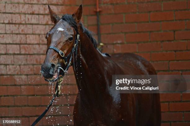 Mr O'ceirin enjoys a wash after winning the Printhouse Graphic Handicap during Melbourne racing at Moonee Valley Racecourse on June 15, 2013 in...