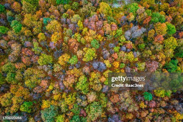 mountain birch with autumn colours - rondane national park stock pictures, royalty-free photos & images