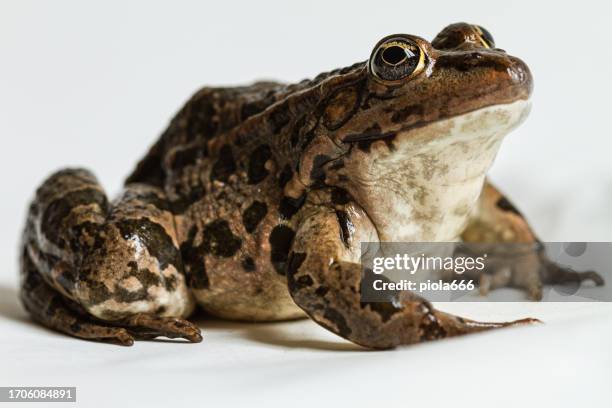 amphibienporträts: grüner frosch mit kopierraum - froschlurche stock-fotos und bilder