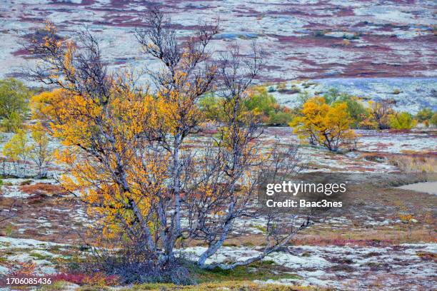 mountain birch in rondane national park, norway - rondane national park stock pictures, royalty-free photos & images