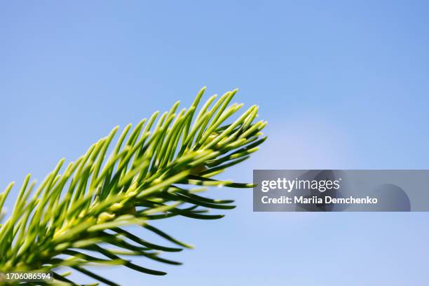 spruce tree branches against blurred background - spruce branch stock pictures, royalty-free photos & images