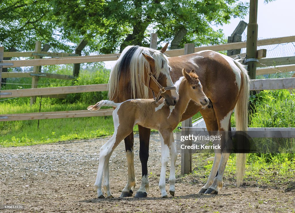 Pinto Arabian horses - mare and newborn foal