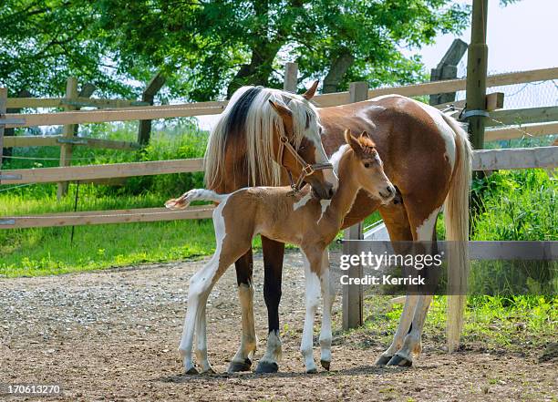 pinto arabian horses - mare and newborn foal - mare stock pictures, royalty-free photos & images