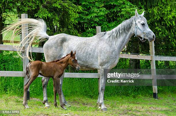 asil arabian horses - mare and newborn foal - purebread stock pictures, royalty-free photos & images
