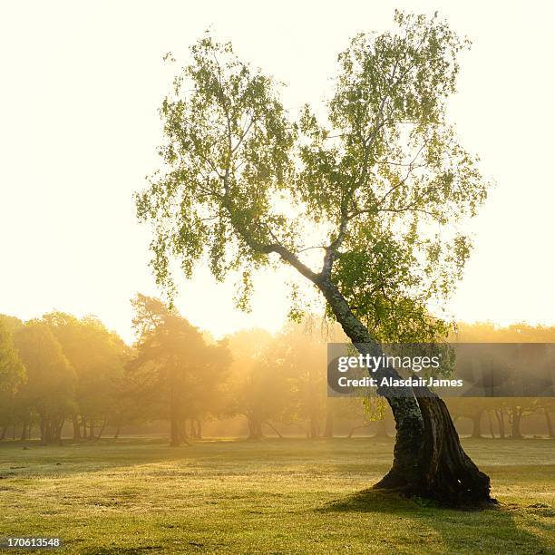 silver birch - betula pendula stock pictures, royalty-free photos & images