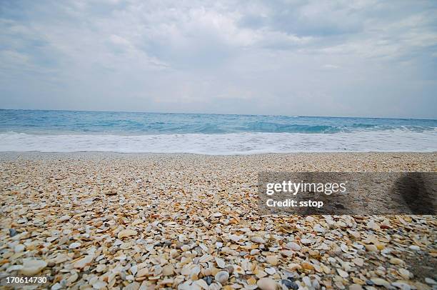 貝殻 - ウェストパームビーチ ストックフォトと画像