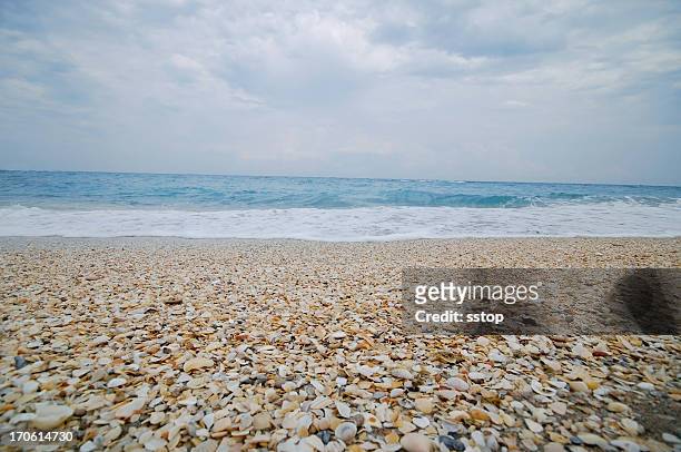 sea shells - west palm beach stock pictures, royalty-free photos & images