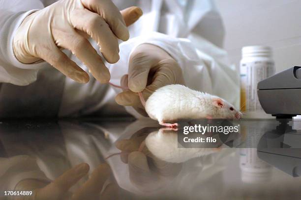 medical research - animal cruelty stock pictures, royalty-free photos & images