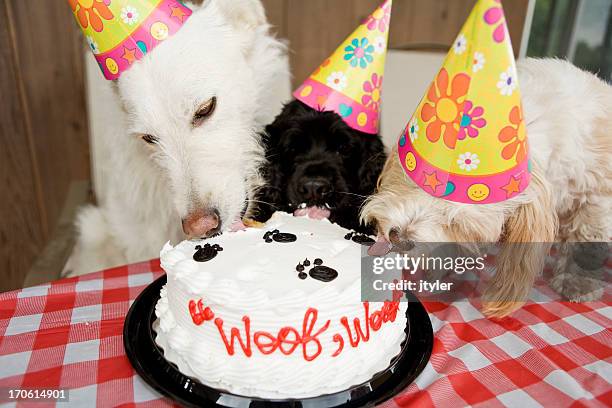 yum! - happy birthday cat stock pictures, royalty-free photos & images