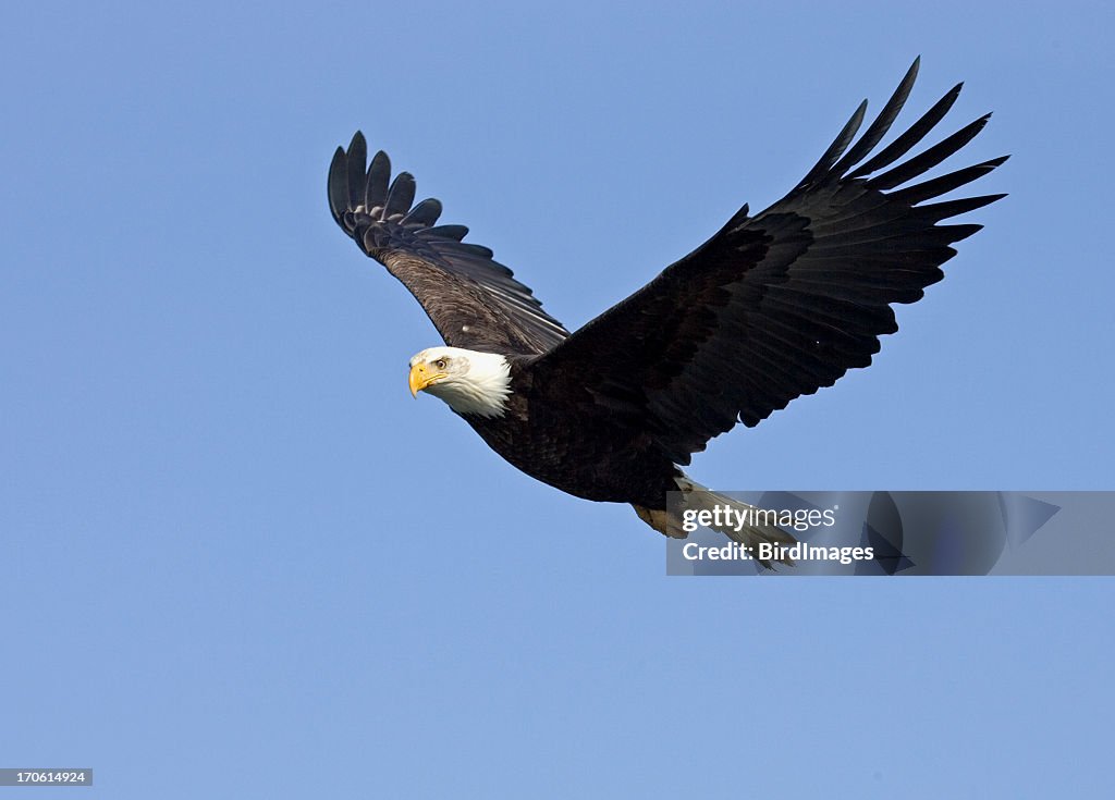 Bald Eagle in Flight, Alaska