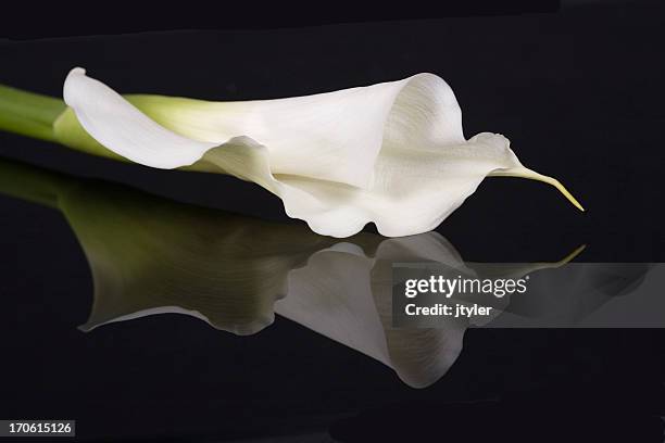 reflection of a calla lily - aronskelk stockfoto's en -beelden