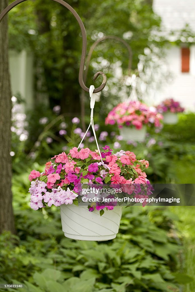 Baskets of Impatiens