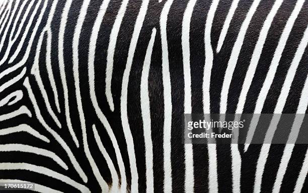 close-up view of zebra stripes - zebra print stockfoto's en -beelden