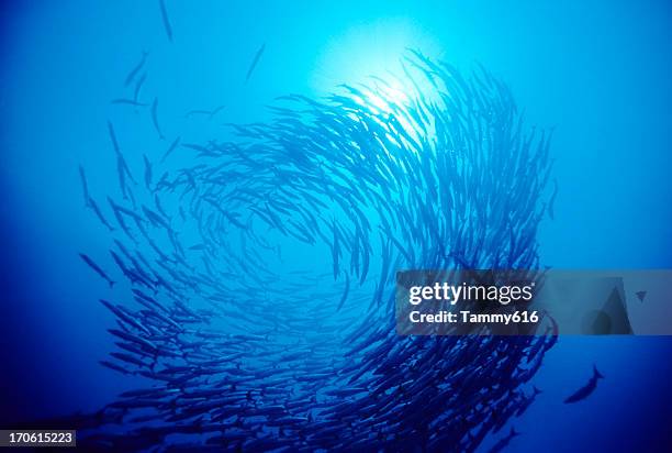 swirl von fisch - unterwasseraufnahme meer sonne stock-fotos und bilder