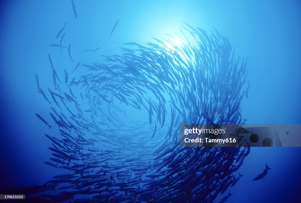 Swirl Of Fish