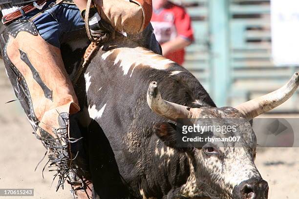 bullenreiten - rodeo bull stock-fotos und bilder