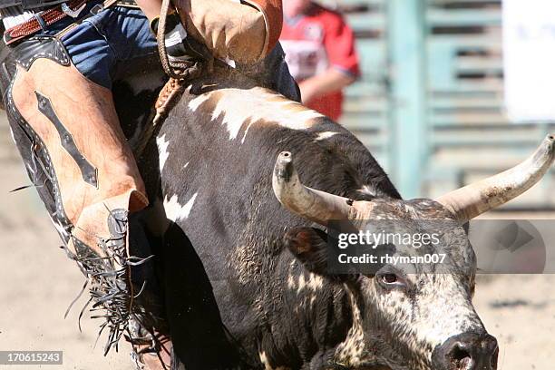 bull riding - bucking bronco stock pictures, royalty-free photos & images