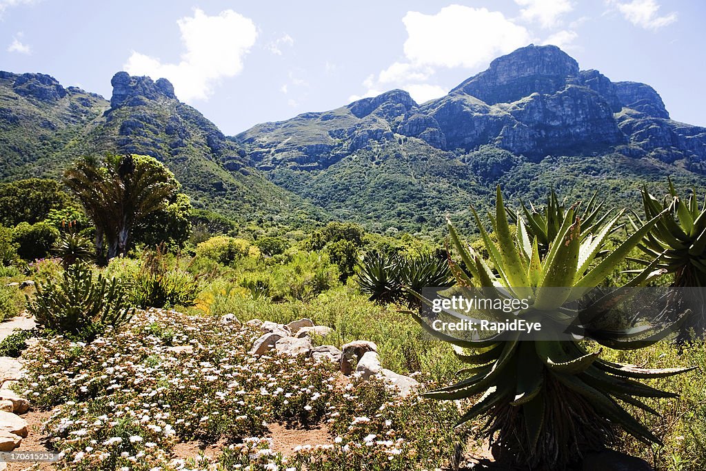 Kirstenbosch Botanical Garden