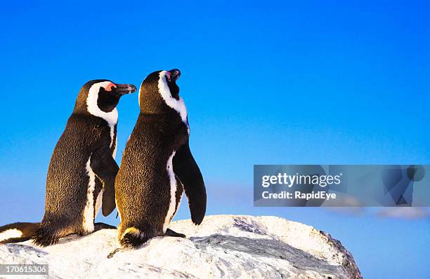 penguin etwas gutes tun - african penguin stock-fotos und bilder